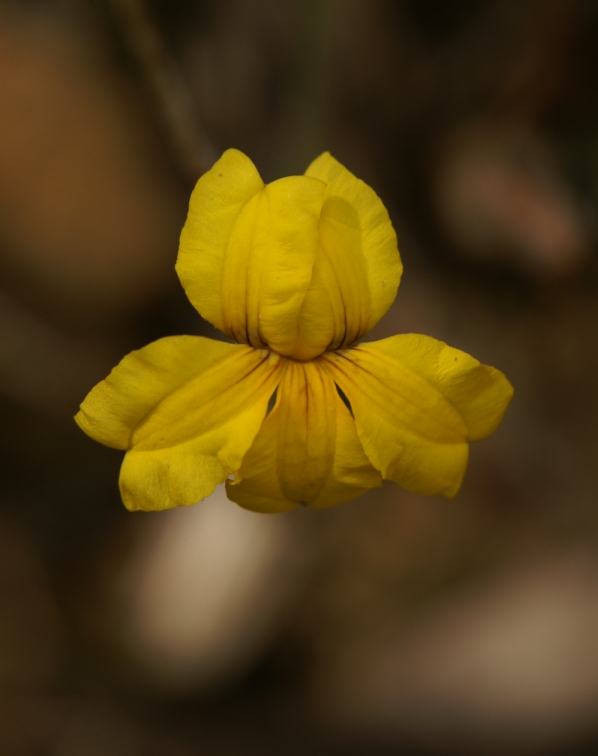 Goodenia geniculata